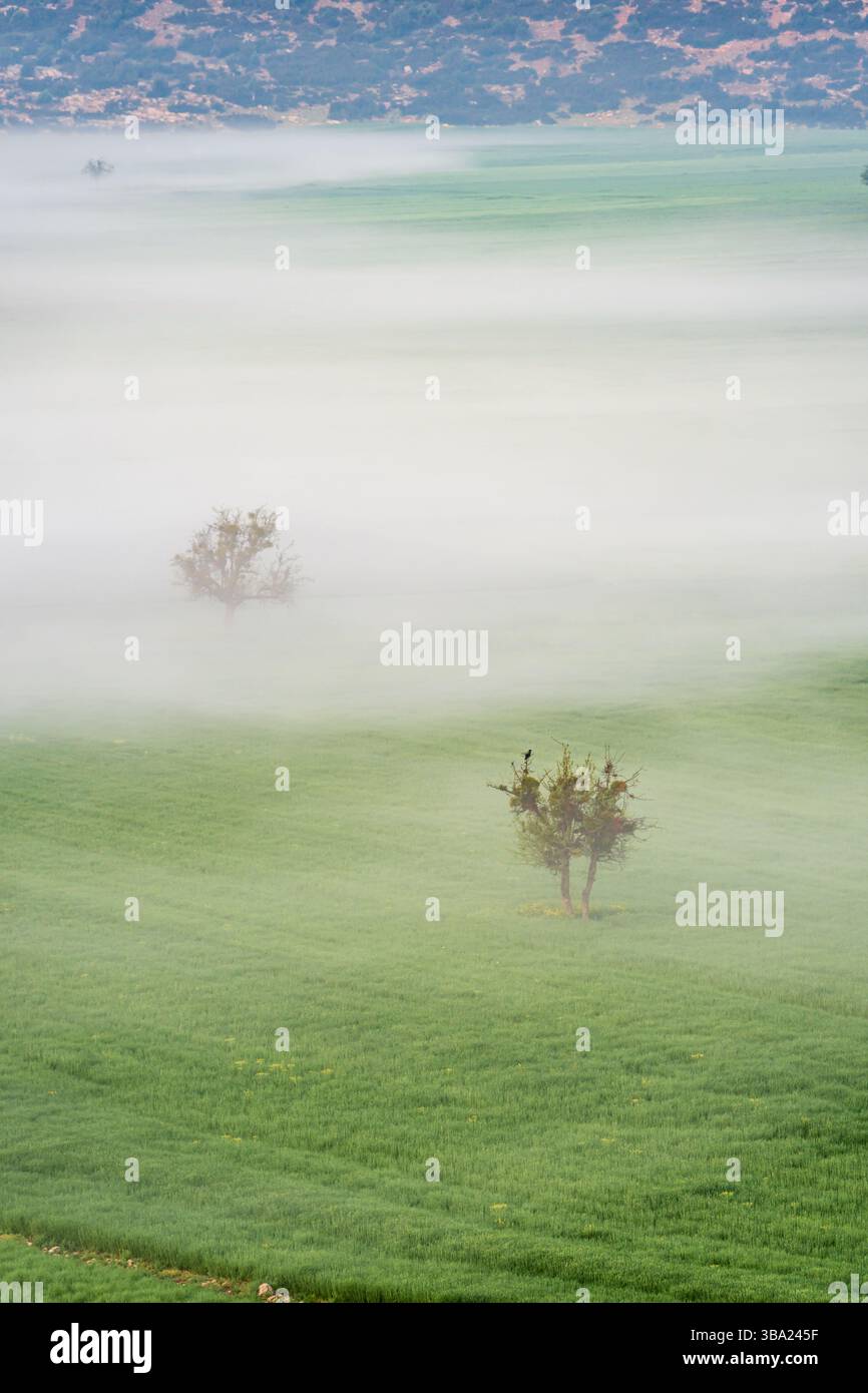 Aerial view foggy forest green hi-res stock photography and images - Alamy