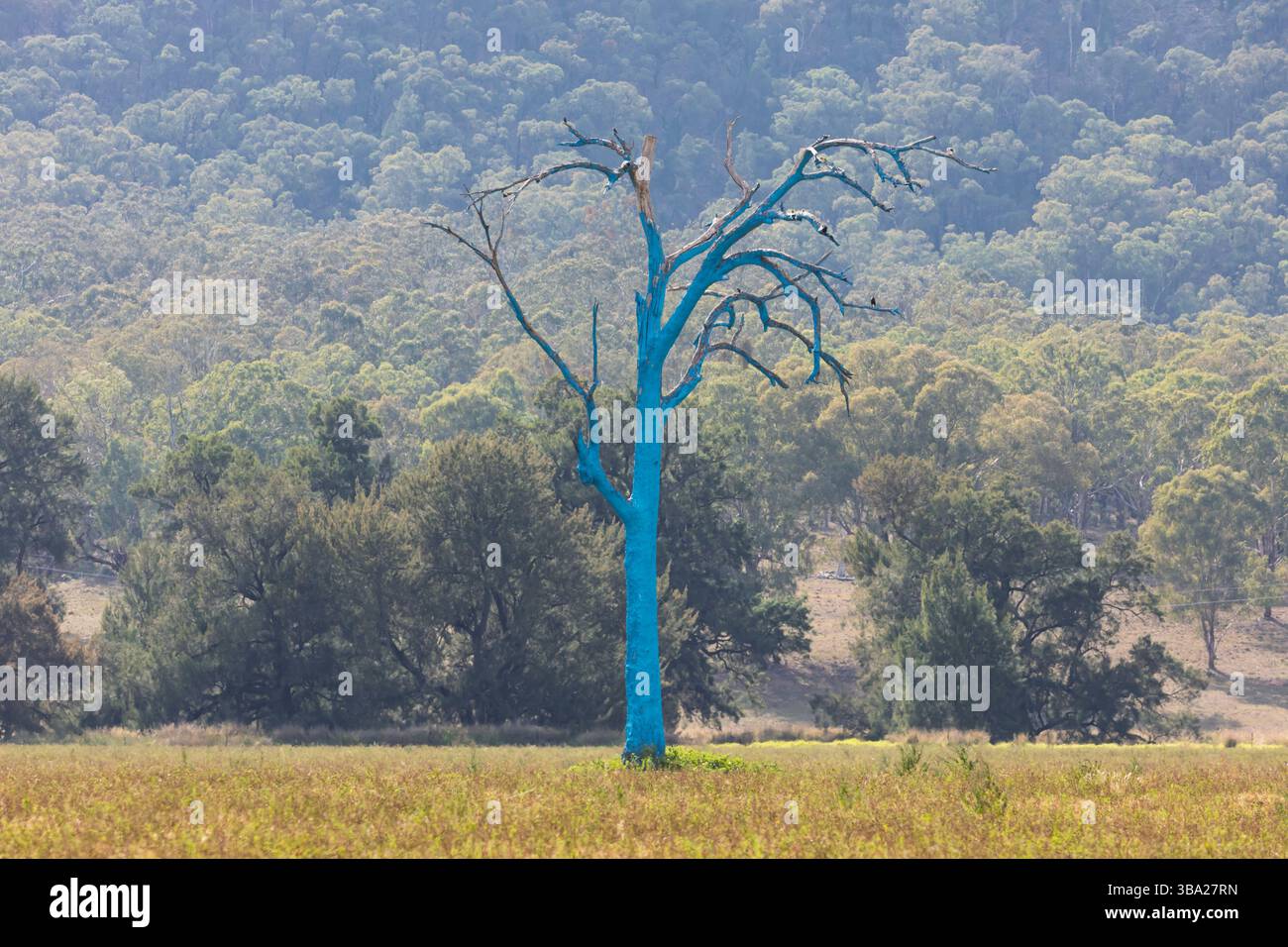 Photograph of a large tree painted blue as part of the Australian Blue ...