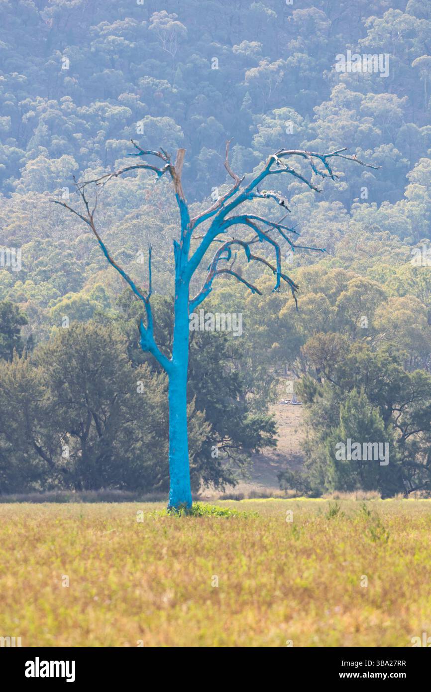 Photograph of a large tree painted blue as part of the Australian Blue ...