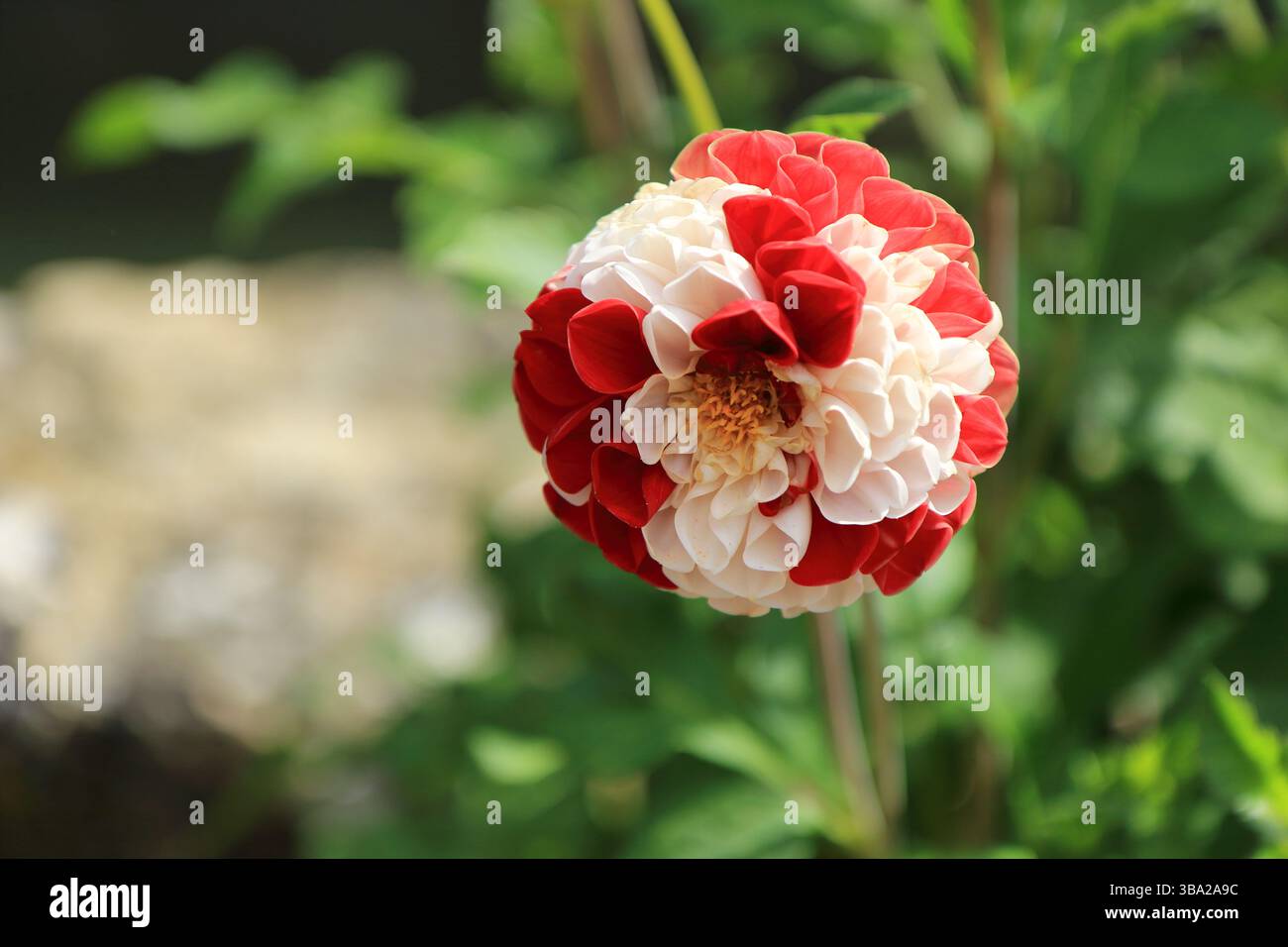 Colourful close up of Dahlia Pinnata Stock Photo