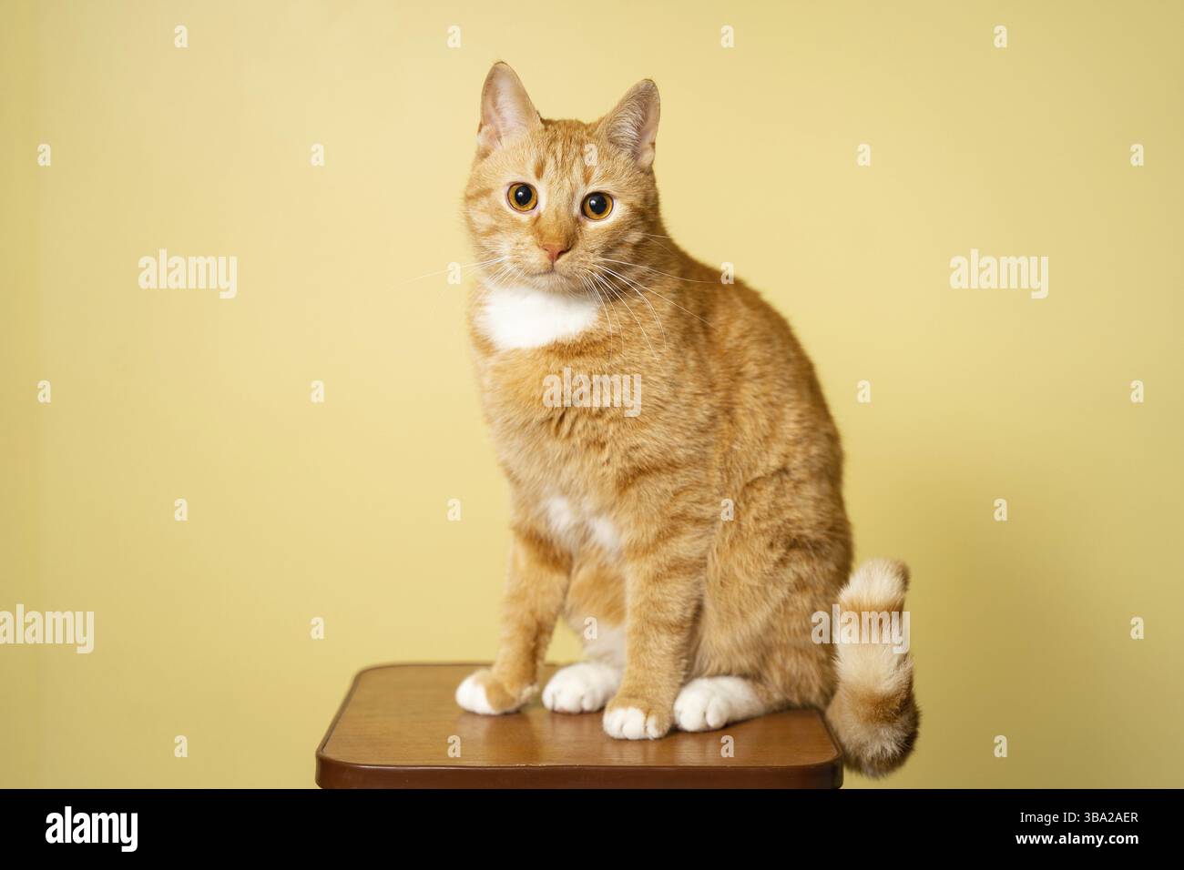 Nette erwachsene rote Katze mit weissen Streifen sitzt auf Stuhl im Studio vor gelbem Hintergrund posiert. Rothaarige Katze im Hintergrund eines gelbe Stock Photo