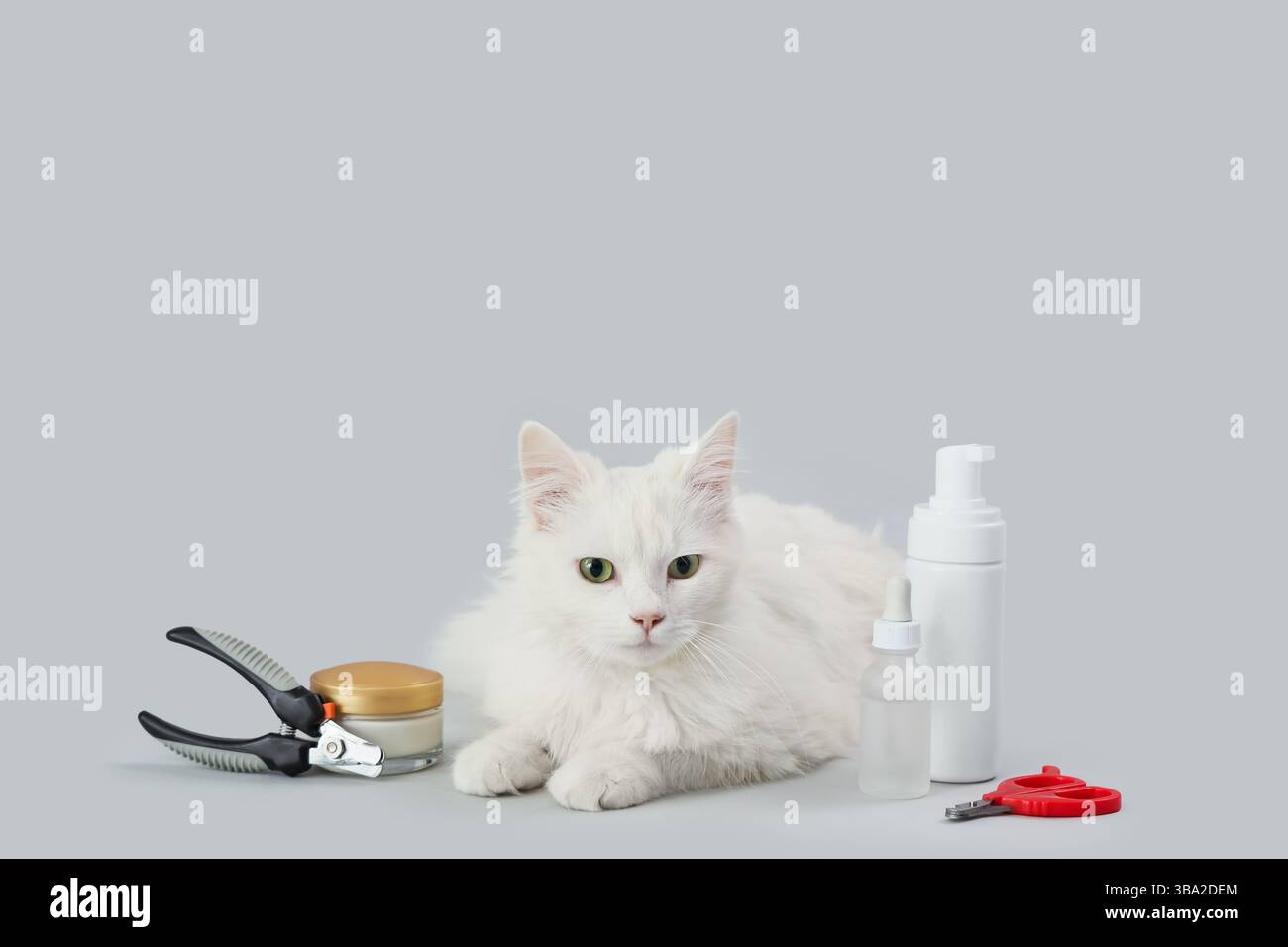 Cute white cat with accessories on light background Stock Photo