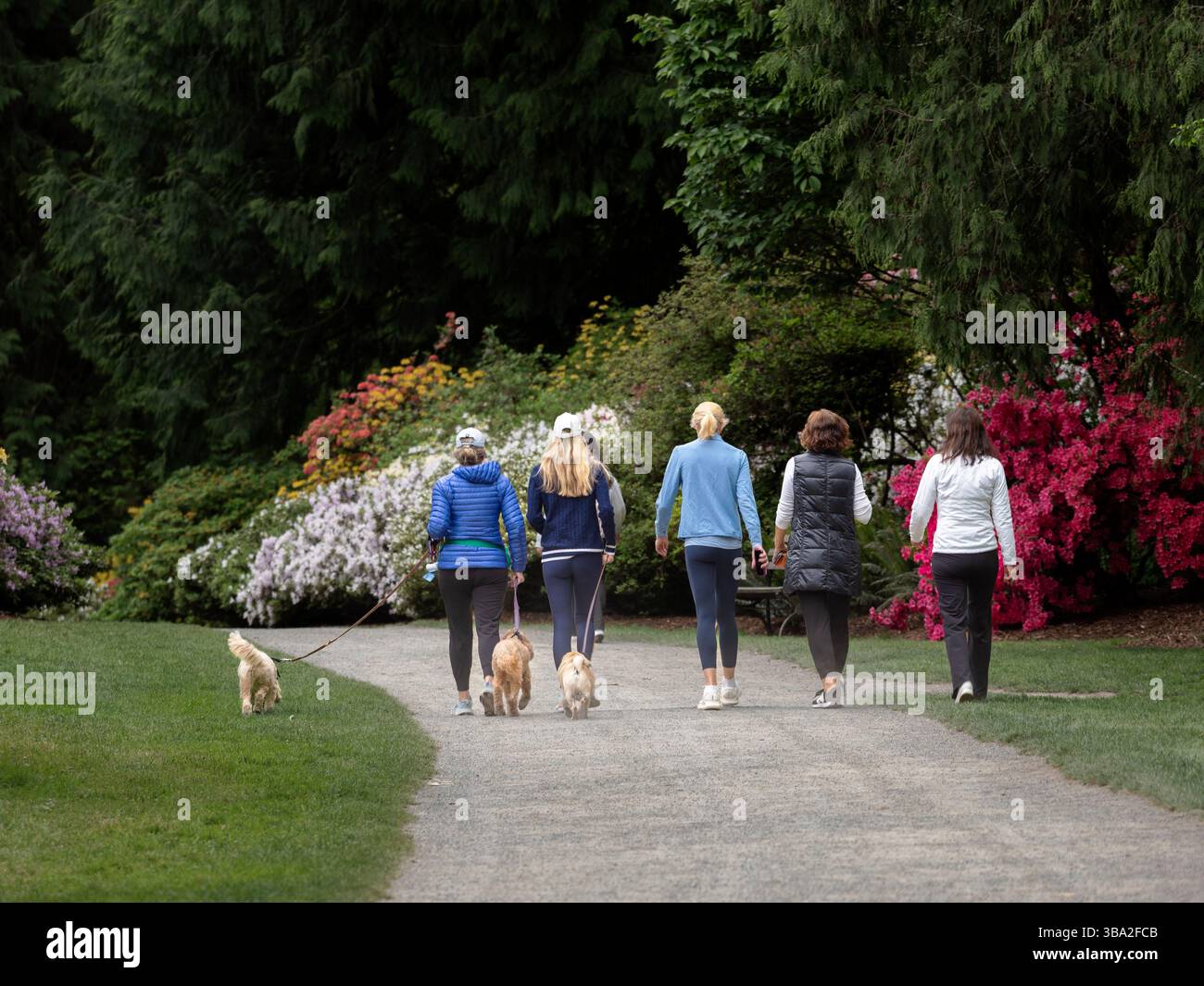 WA265754-00....WASHINGTON - Friends walking during a colorful spring ...
