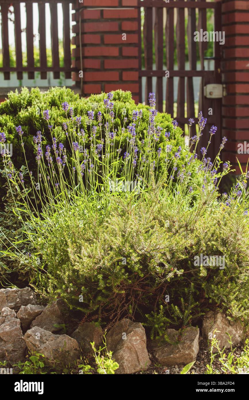 Lavender on rockery with rocks and evergreen plants Stock Photo - Alamy