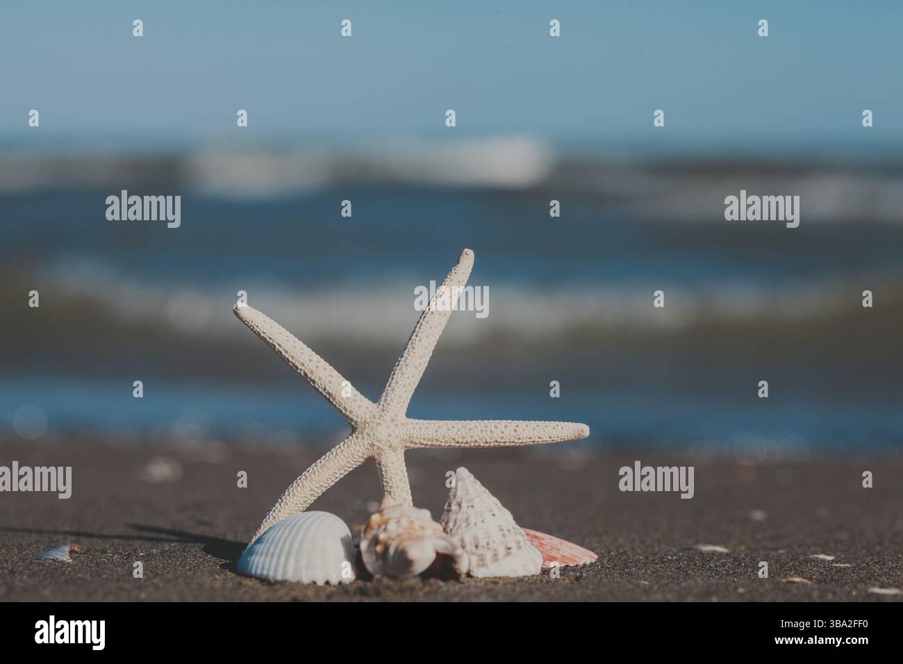 Starfish and seashells on the sand beach Stock Photo