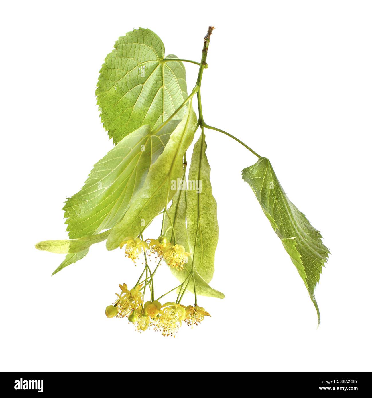 Tulip tree leaves detail Cut Out Stock Images & Pictures - Alamy