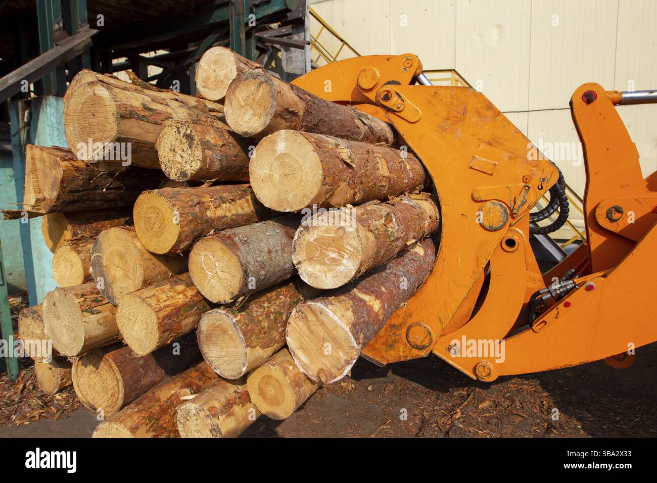 Wood processing industry. Loader with logs. Industrial wood processing Stock Photo