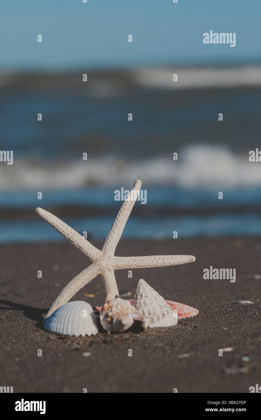 Starfish and seashells on the sand beach Stock Photo - Alamy