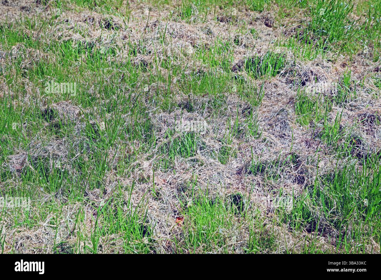 Trockenes Schnittgut Das abgeschnittene Gras nach der Mahd eines Rasen