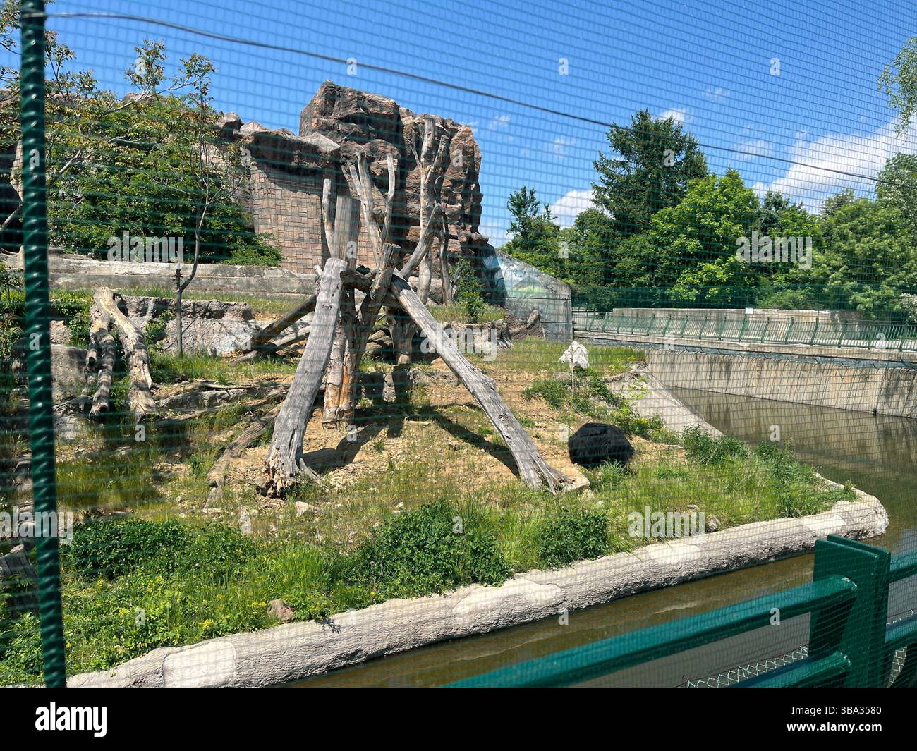 Sloth bear (Melursus ursinus) in its captive enclosed habitat at Sofia Zoo, Sofia Bulgaria, Eastern Europe, Balkans, EU Stock Photo