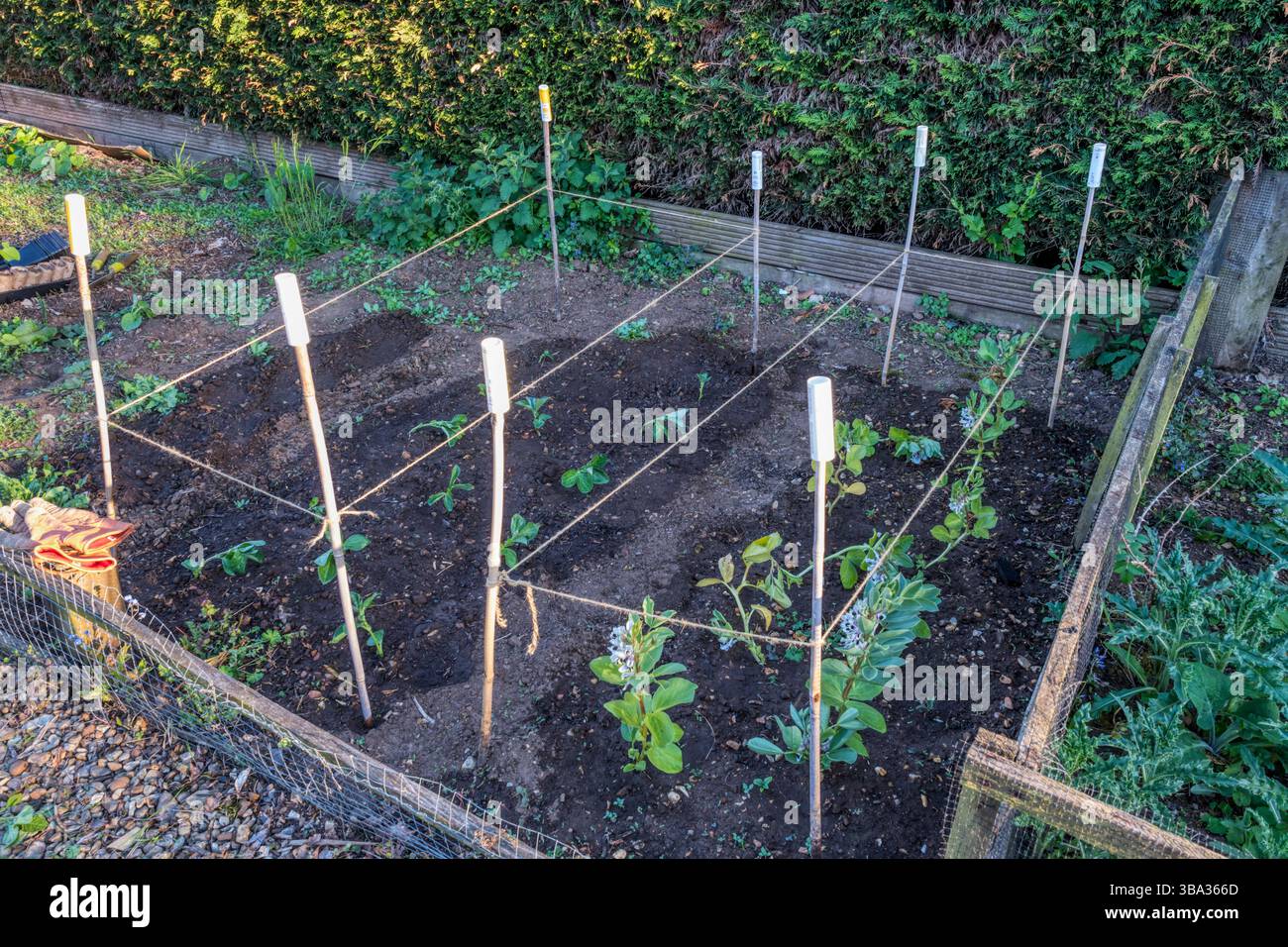 Succession planting of Broad beans 'Bunyards Exhibition', to allow cropping throughout the season. Stock Photo
