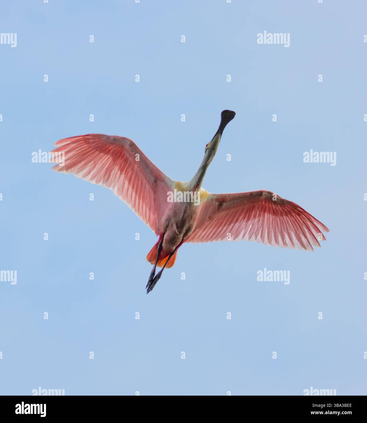 Roseate Spoonbill flying to nest at Stick Marsh Stock Photo - Alamy