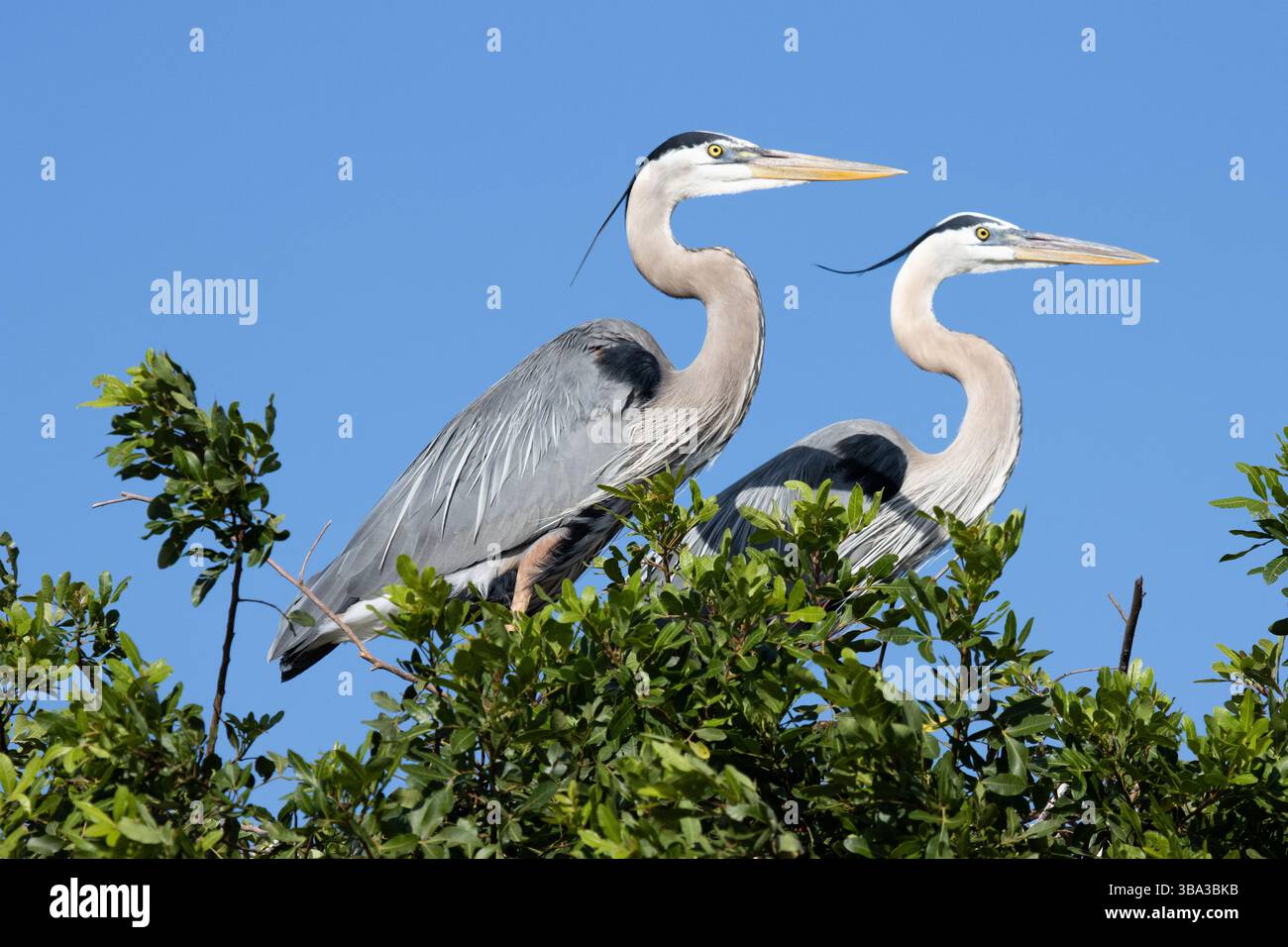 Male and female great blue heron perched atop mangrove rookery, looking ...