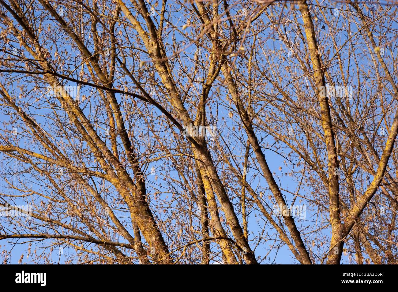 Tree branches with spring buds against the sky Stock Photo