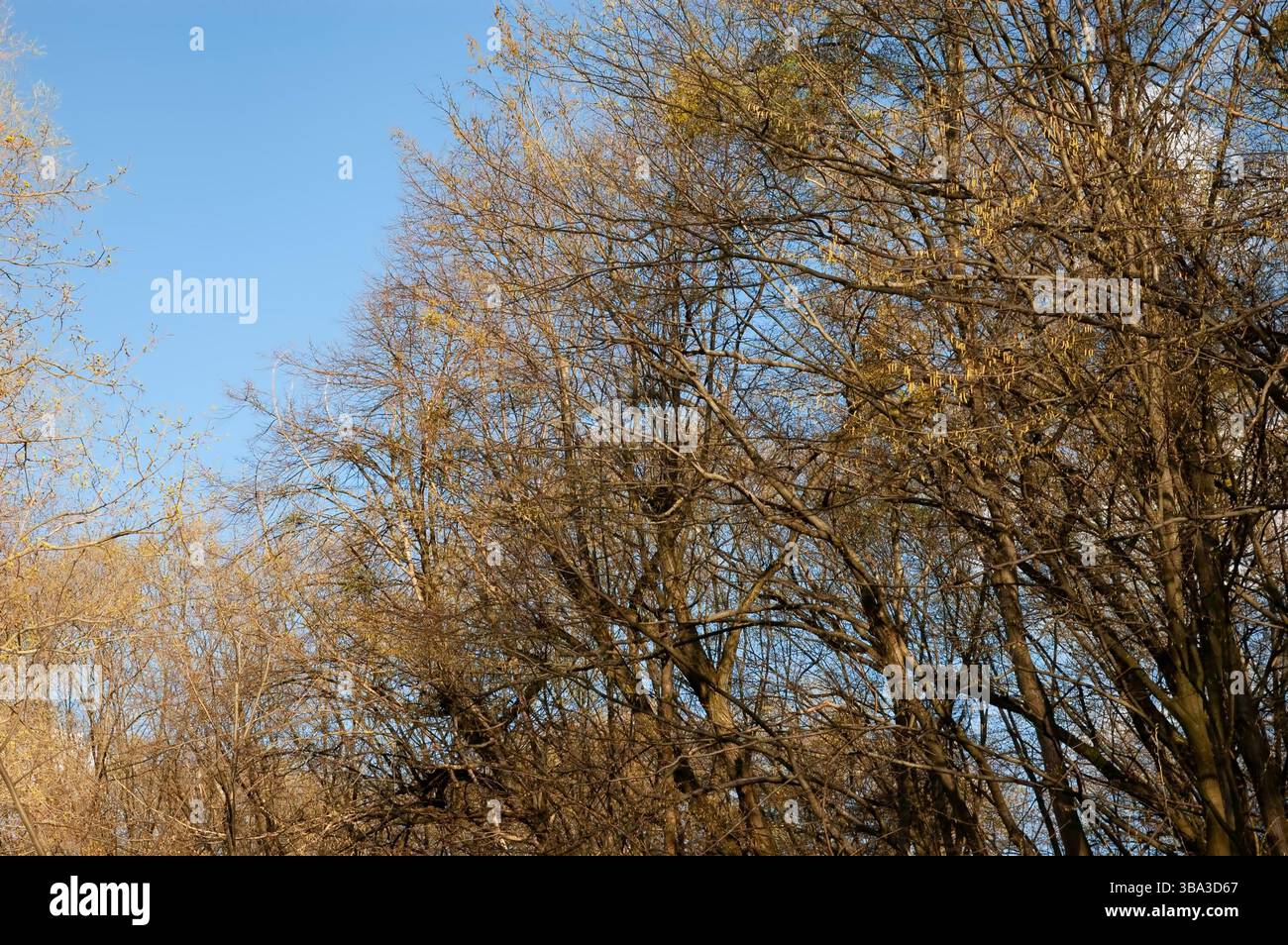 Tree branches with spring buds against the sky Stock Photo