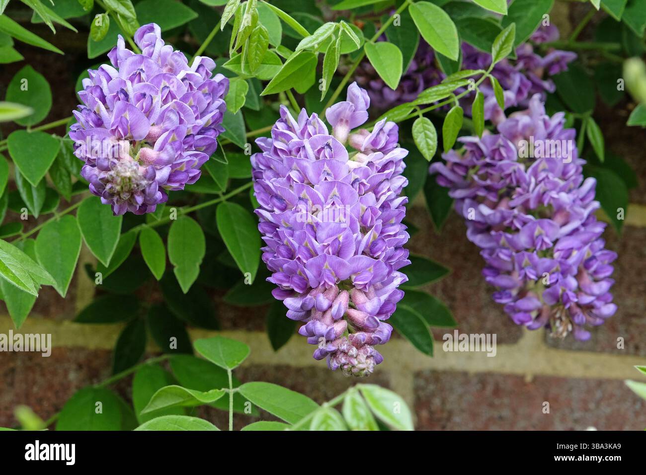 wisteria nolina Blue Moon Wisteria