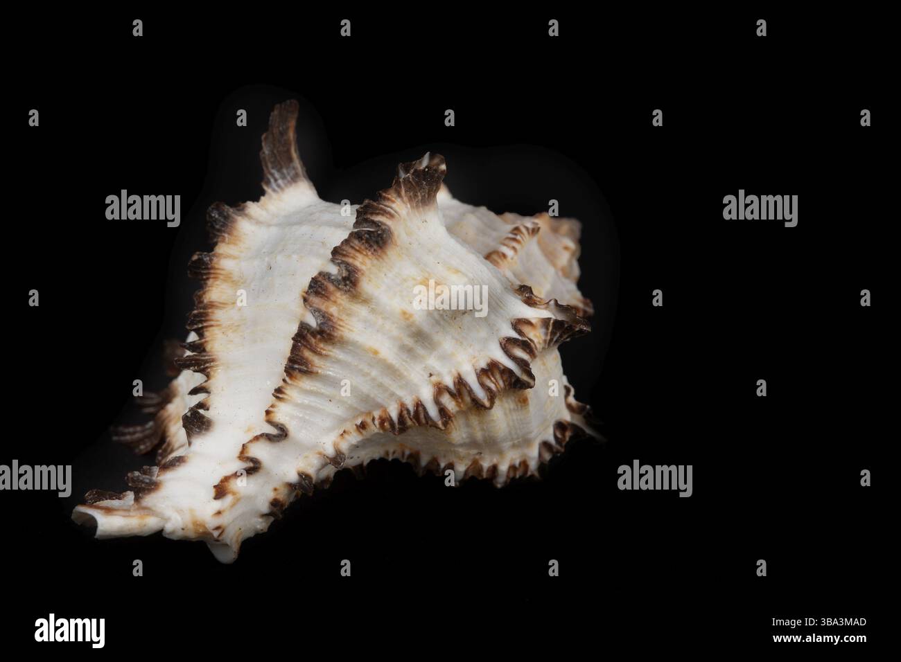 Beautiful large seashell on a black background Stock Photo