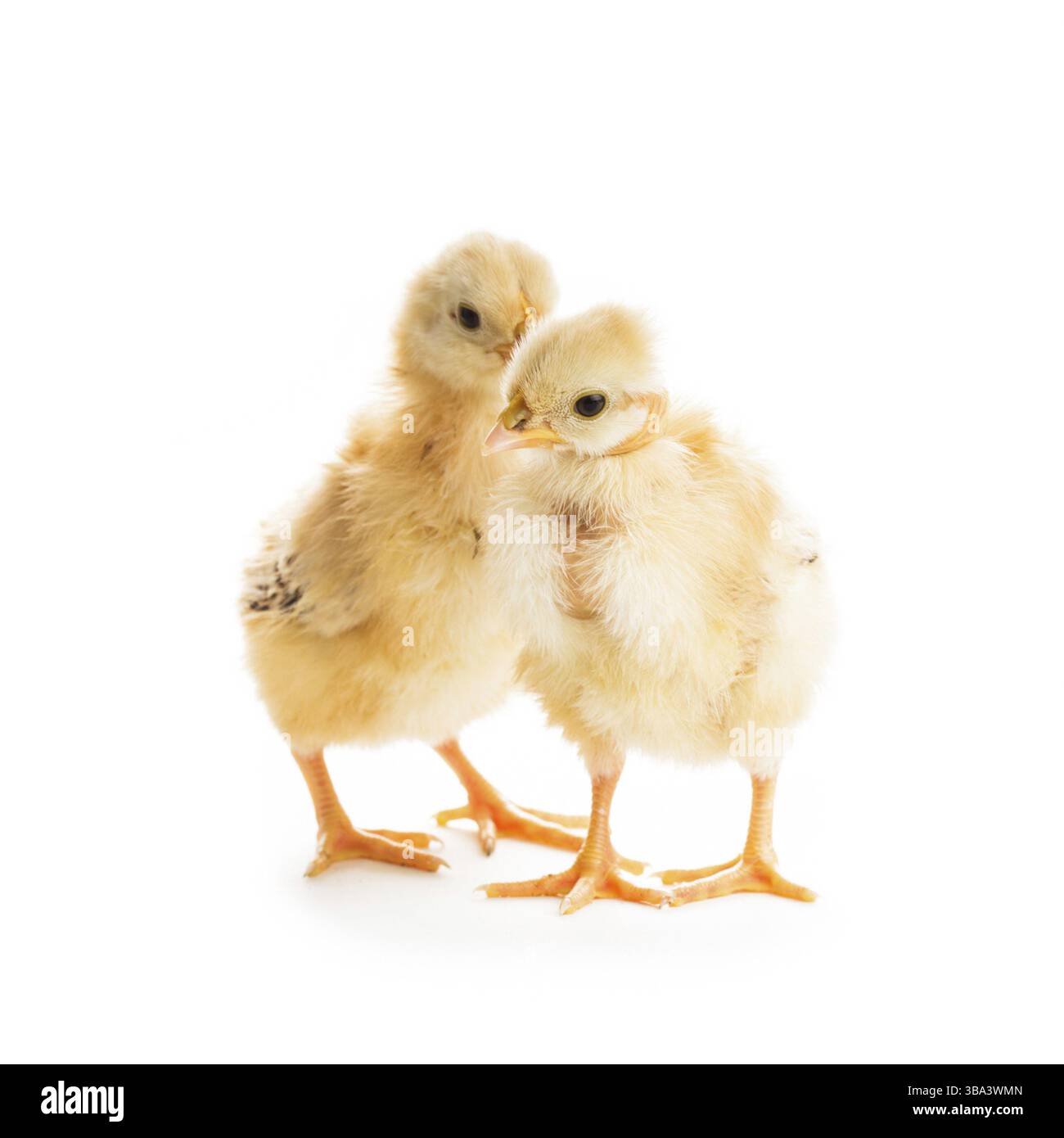 Two cute chicks isolated on white. Gossip concept Stock Photo
