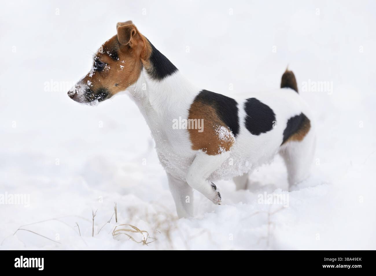 Small Jack Russell terrier dog walking on snow covered ground in winter, view from side, her face covered with white crystals, Liptovsky Hradok, Slo Stock Photo