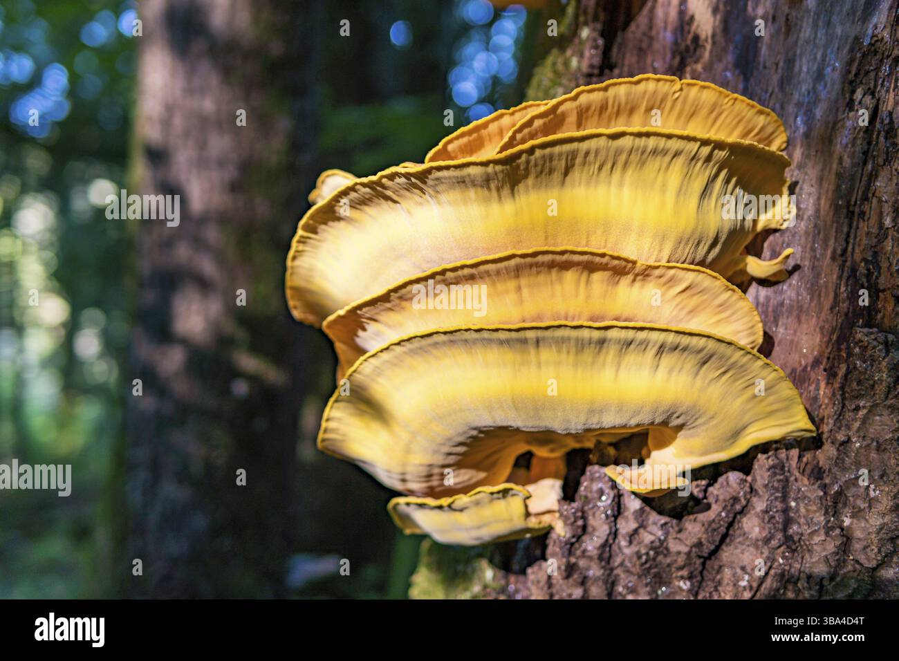 Beautiful multi-colored mushrooms in the autumn forest in Germany Stock Photo