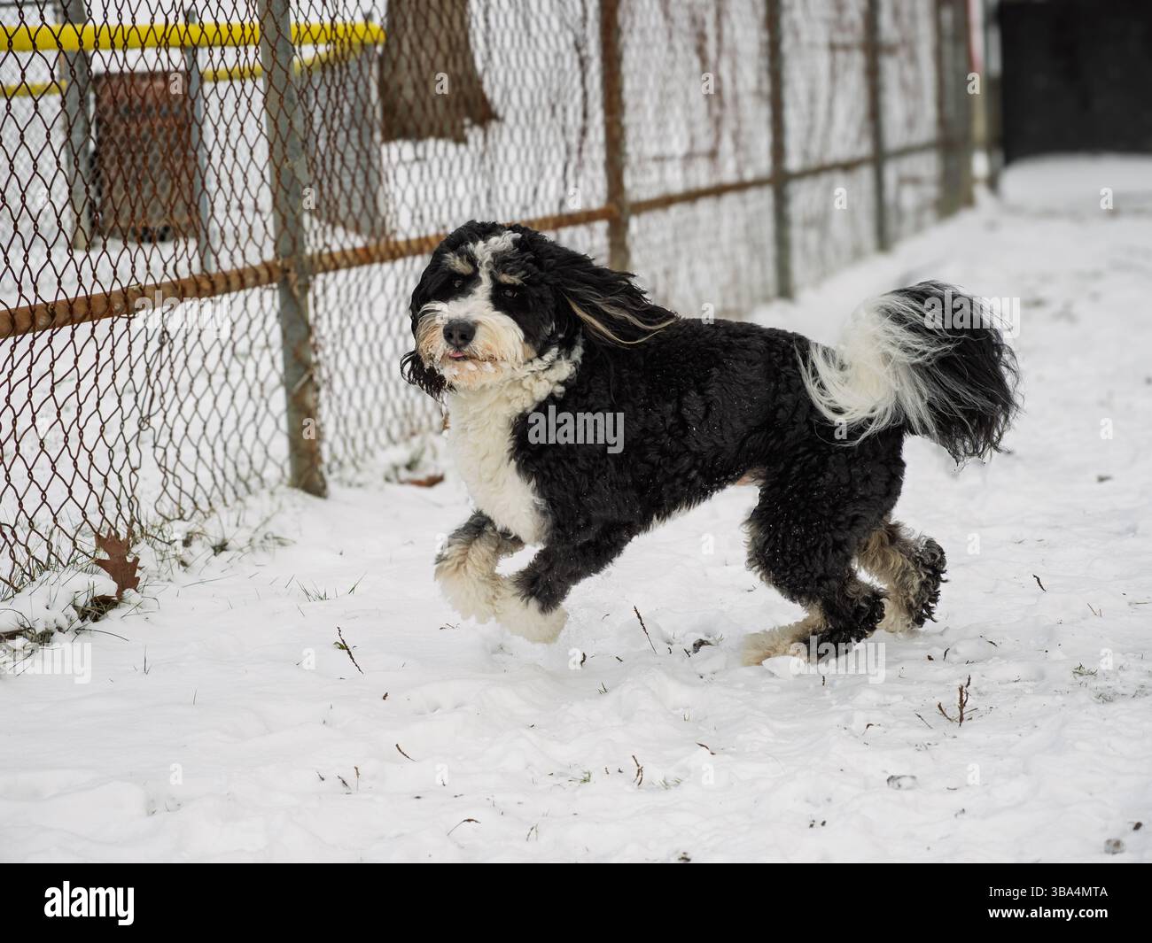 A fluffy bernedoodle bounds with glee through a snowy yard, its black-and-white fur glistening as it leaps past a rustic fence, capturing winter's pla Stock Photo