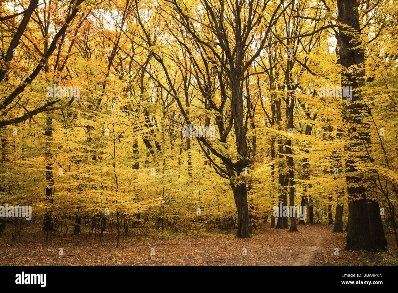 Path Between Tree Fall forest and path way between the trees Stock Photo - Alamy