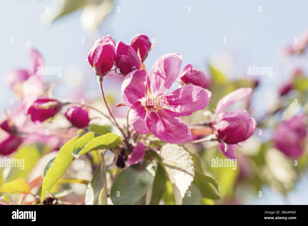 Spring background art with pink blossom. Beautiful nature scene with ...