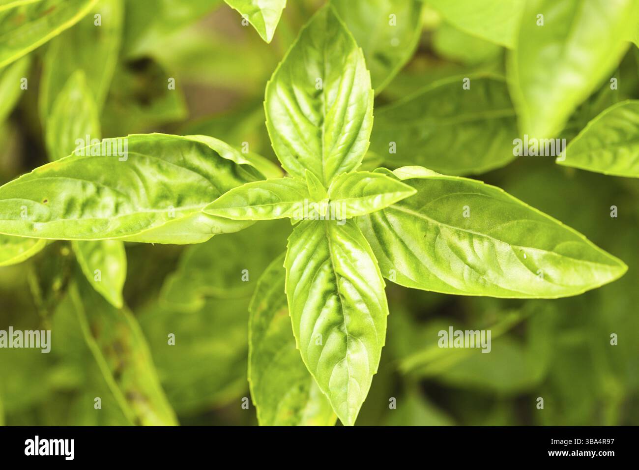 Basil on the bush in the garden Stock Photo
