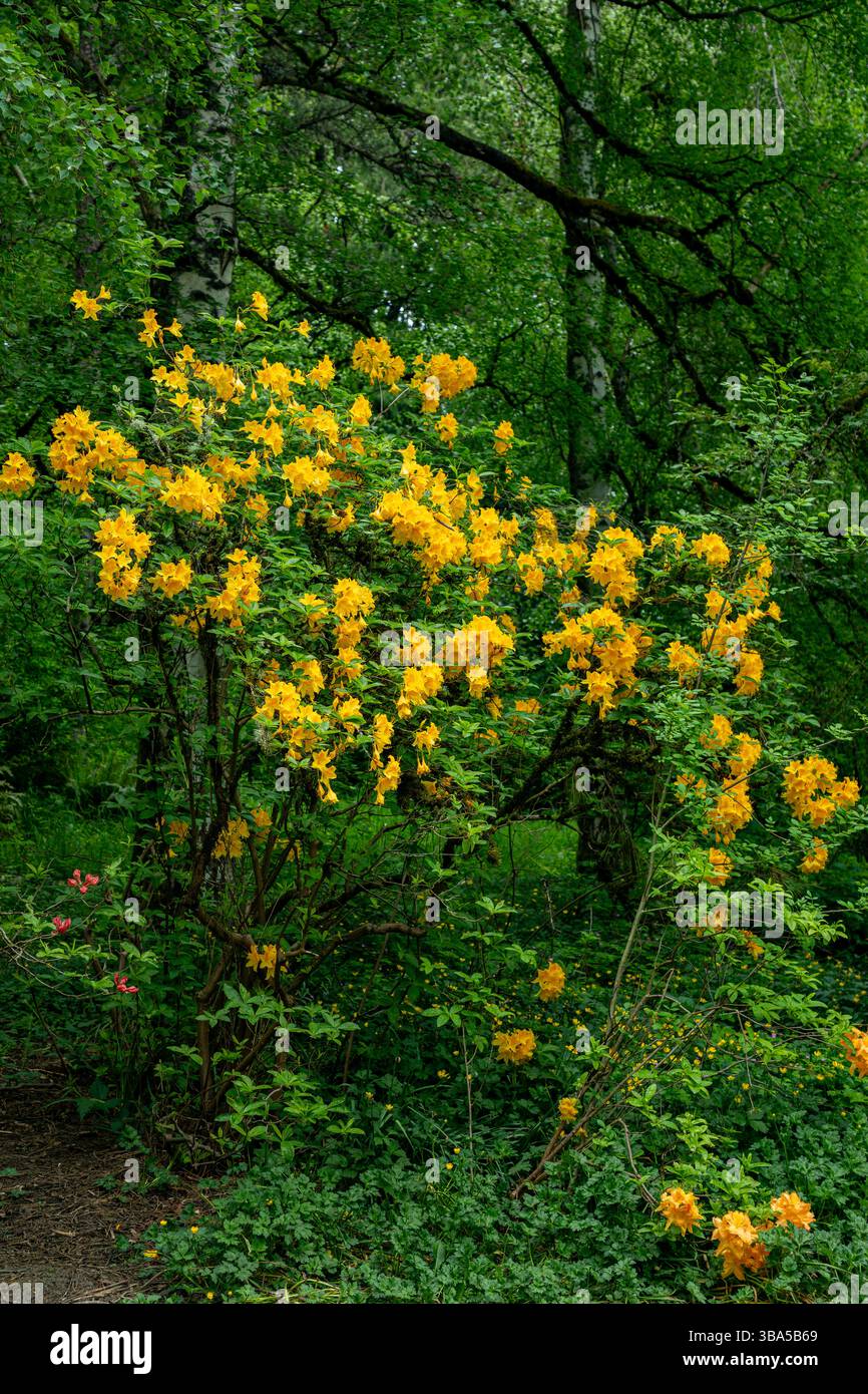 Rhododendron yellow leaves hi-res stock photography and images - Alamy