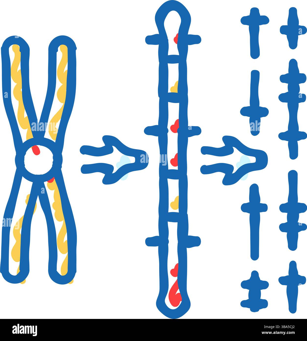 gene mapping cryptogenetics icon doodle illustration Stock Vector Image ...