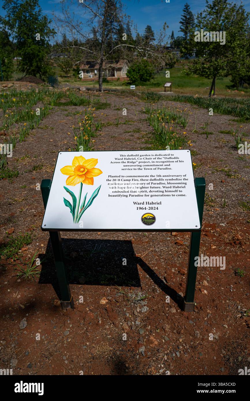 Daffodil garden area and dedication sign symbolizing resilience and ...