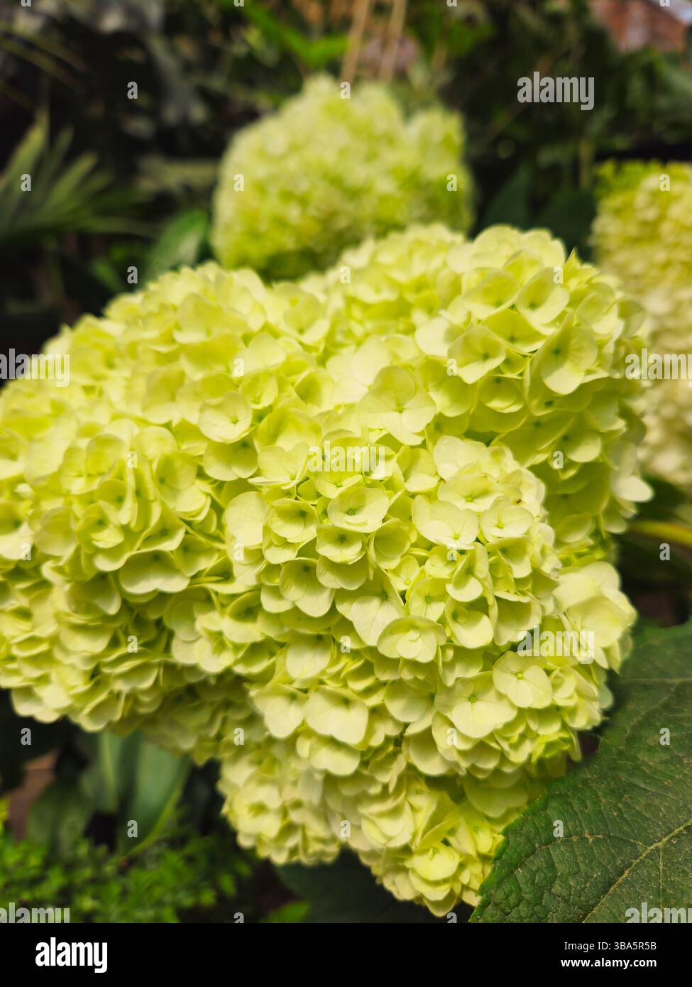 Lime Green Hydrangea Macro Close-Up in Full Bloom Stock Photo