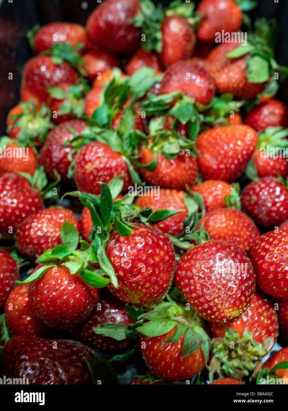 Red starberry hi-res stock photography and images - Alamy