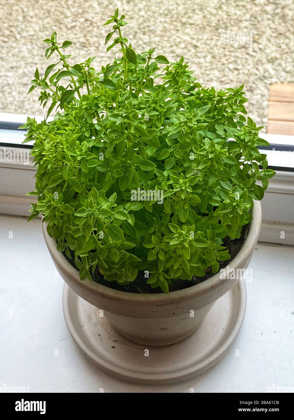Pot of Greek Basil on a windowsill - Smartphone Captured Stock Image