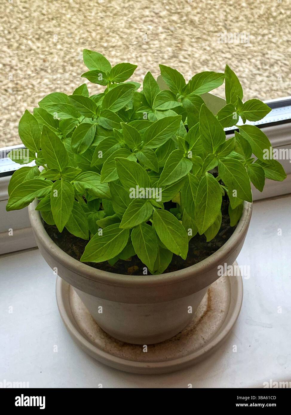 Lemon Basil in a pot - Smartphone Captured Stock Image