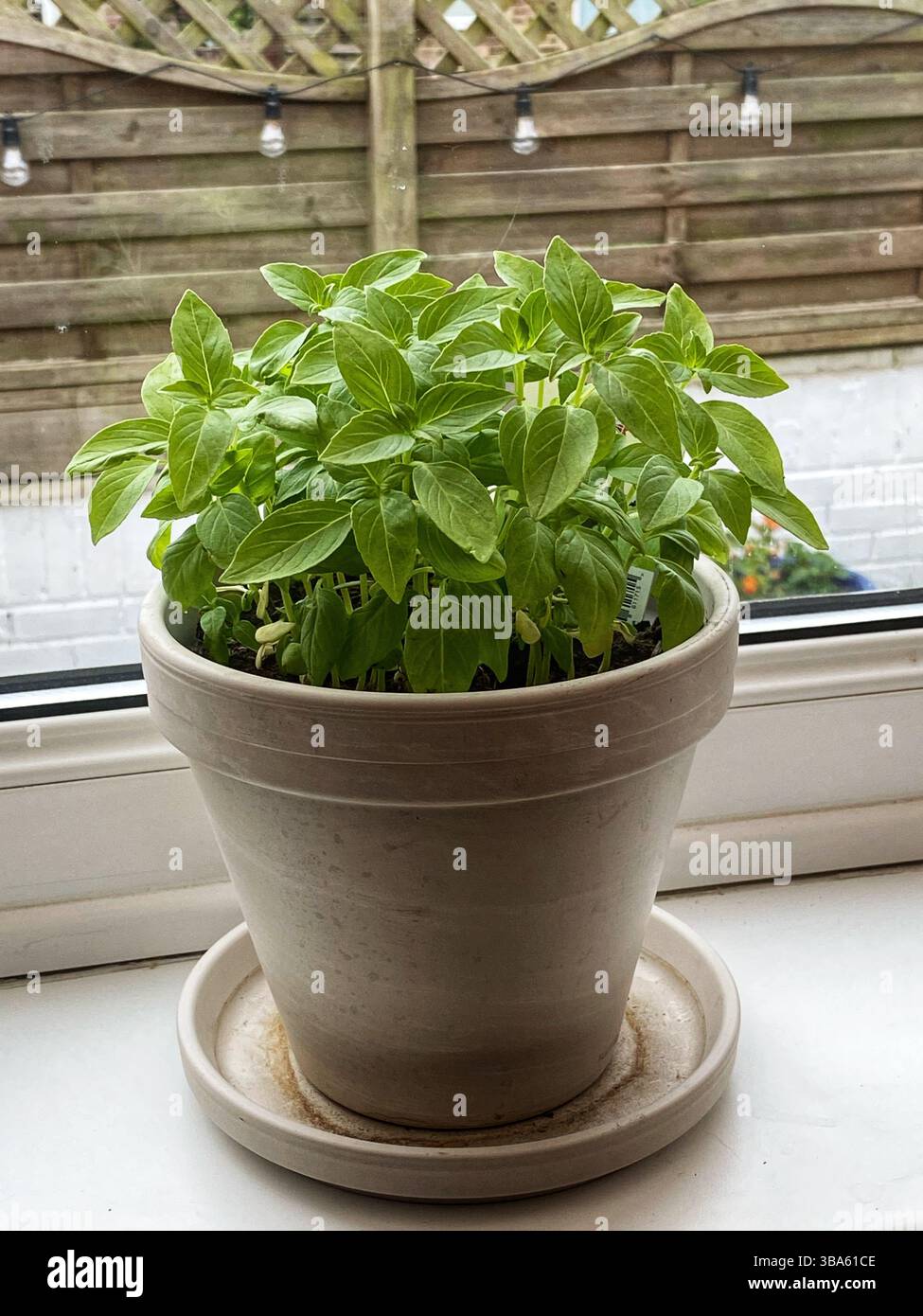 Lemon Basil in a pot - Smartphone Captured Stock Image