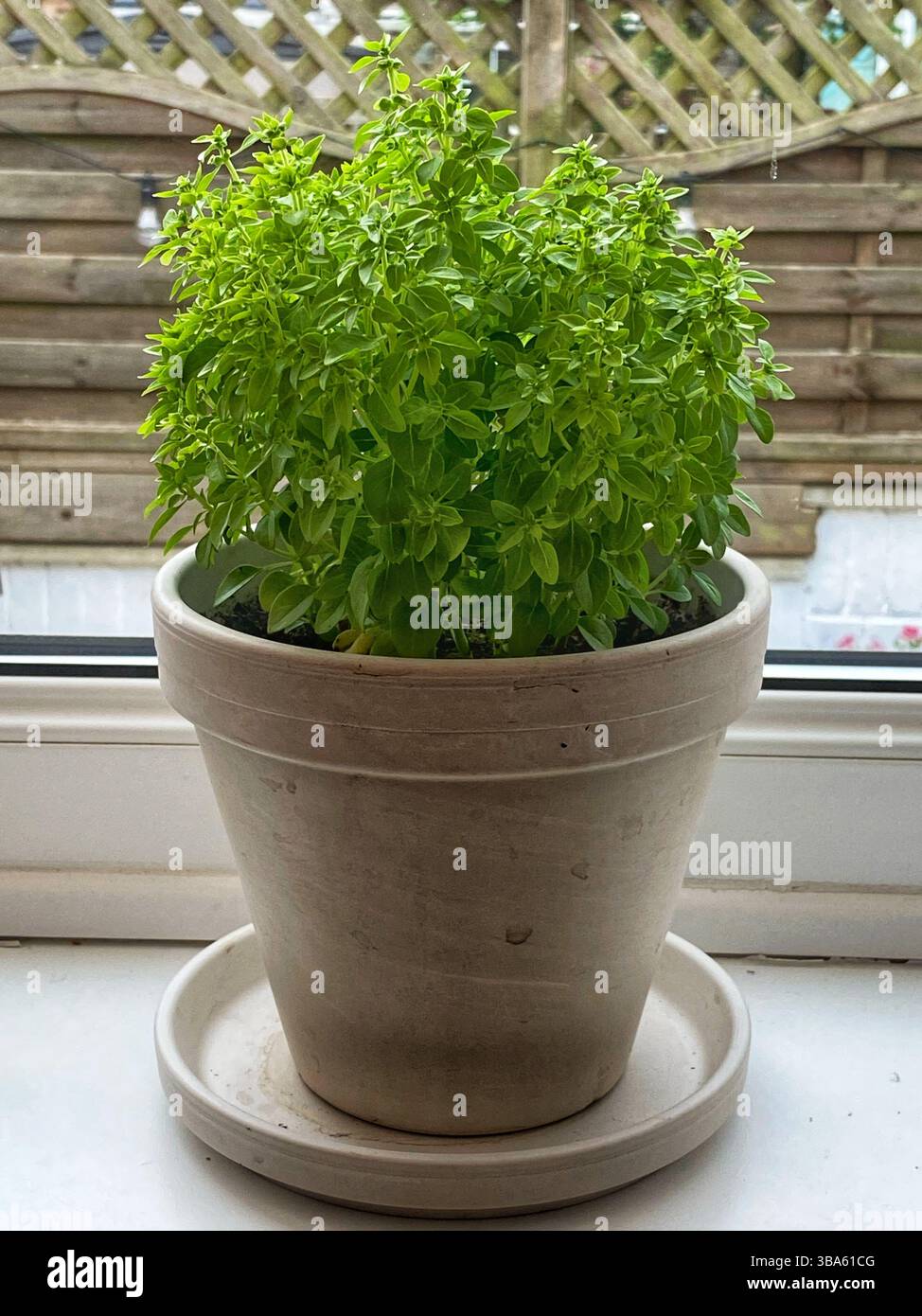 Pot of Greek Basil on a windowsill - Smartphone Captured Stock Image