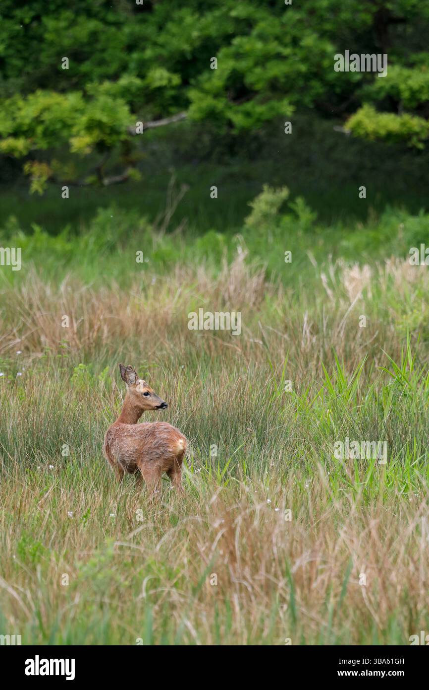 Roe deer buck Capreolus x2, male small pointed antlers reddish brown ...