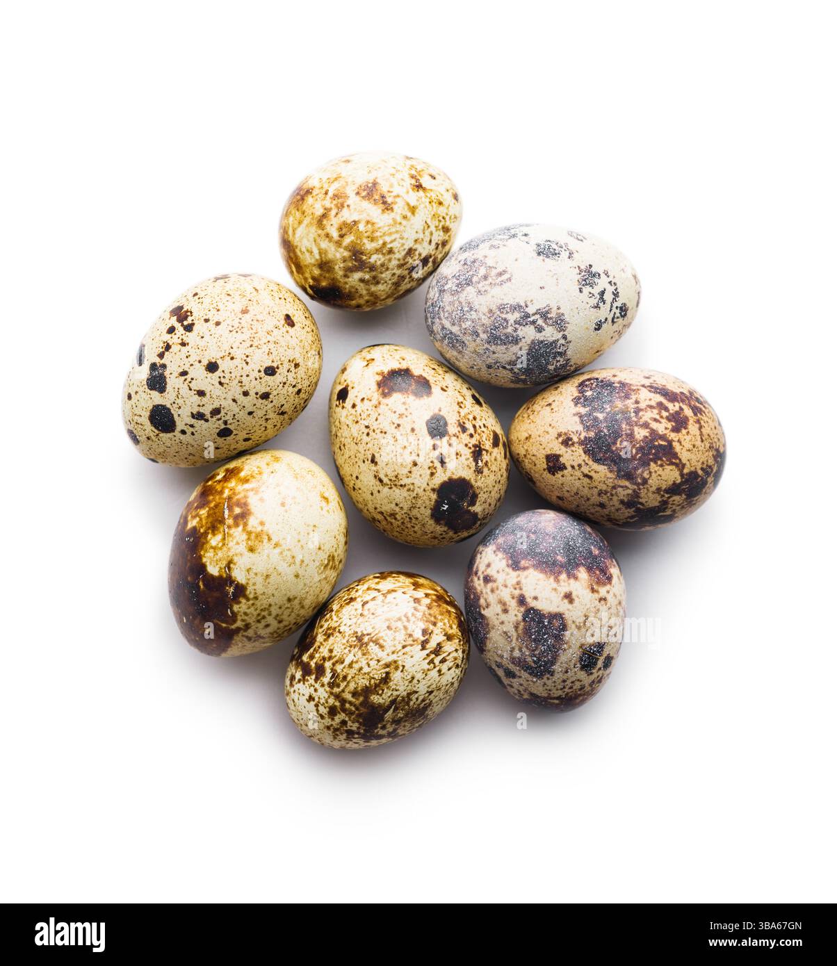 Spotted quail eggs isolated on a white background. Stock Photo