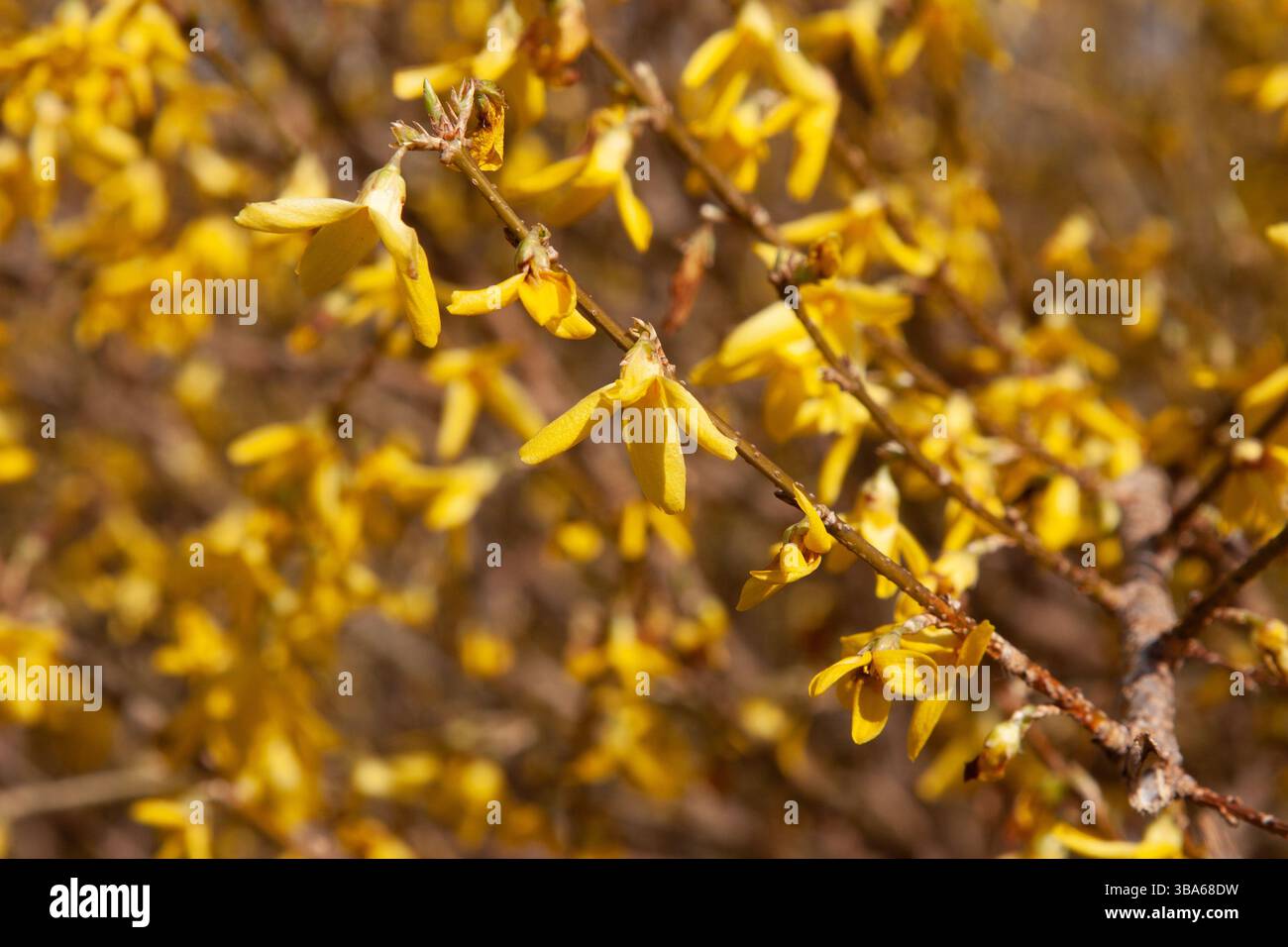 Bright Yellow Forsythia Flowers on Solid Yellow Background Spring Floral Pattern. Spring background Stock Photo