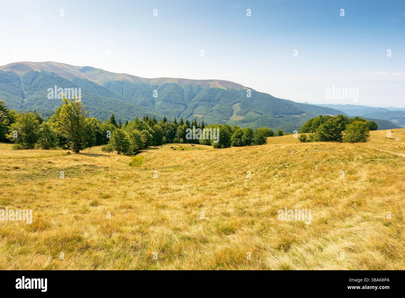 carpathian mountain landscape in late summer. beautiful nature with beech forest on the hill behind the grassy meadow beneath a blue sky. apetska moun Stock Photo