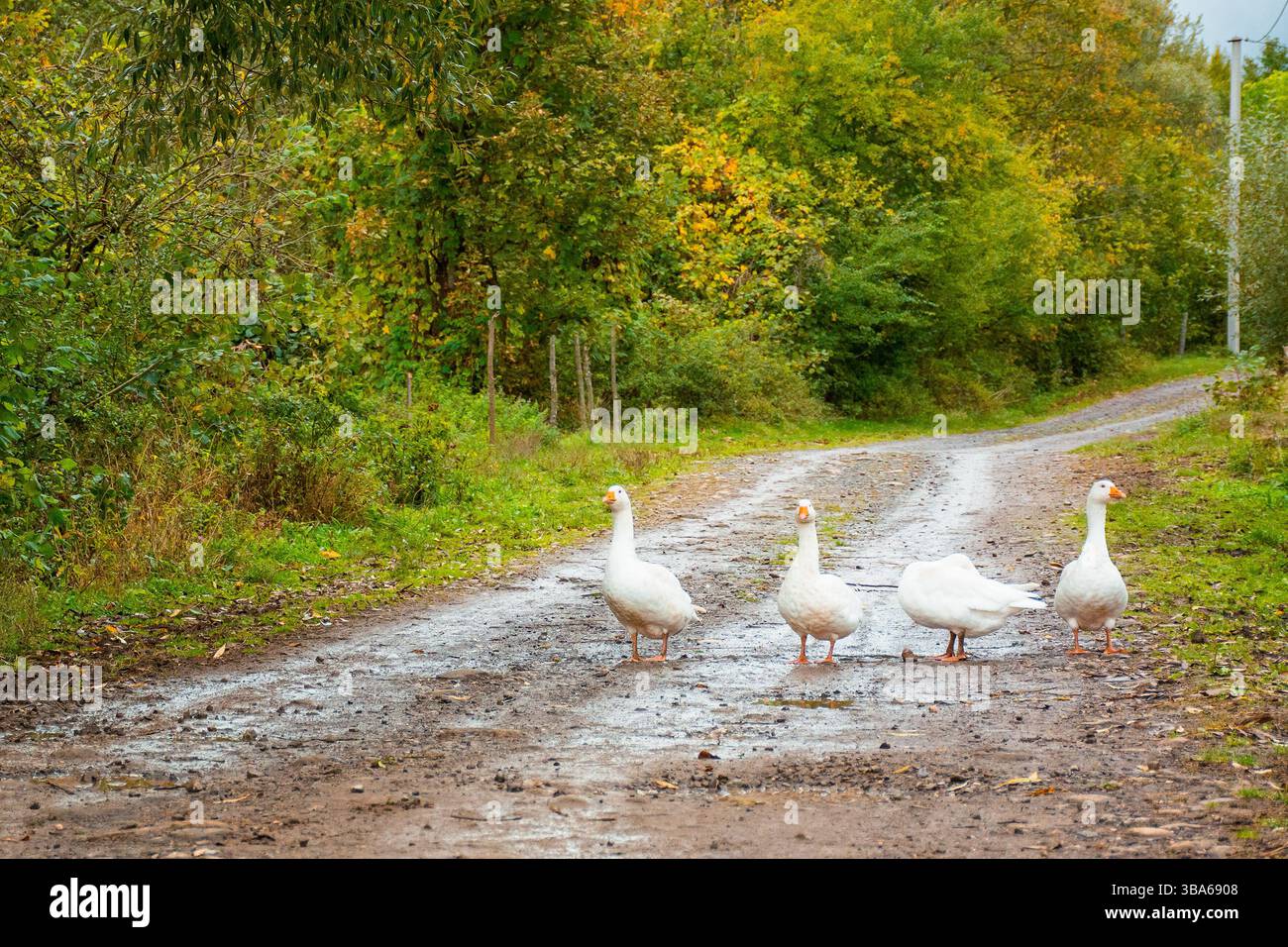 white geese on the road. waterfowl family walking outdoor. scene waterbird gaggle standing together path Stock Photo