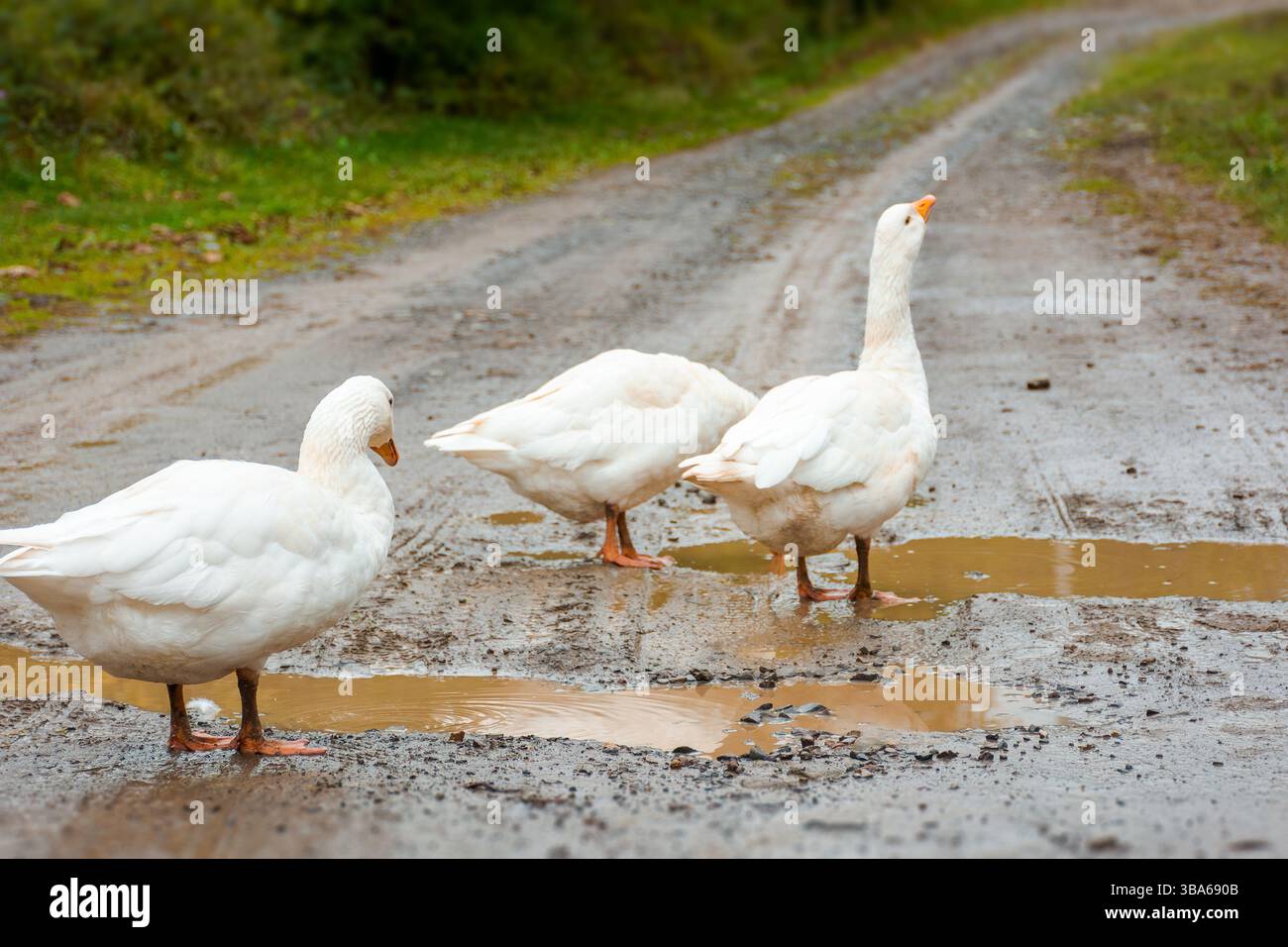 white geese on the road. countryside adult birds on walkway near forest. traditional outskirts scenery on a rainy weather Stock Photo