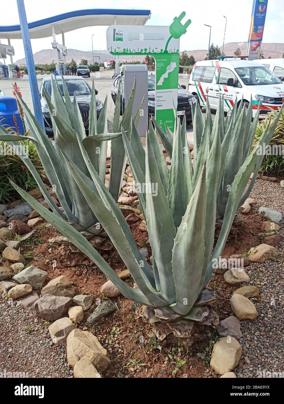 American century plant, American agave, Agave américain, Zammara, Pita, Piteira, Maguey, Amerikanische Agave - Agave americana - Asparagaceae Stock Photo