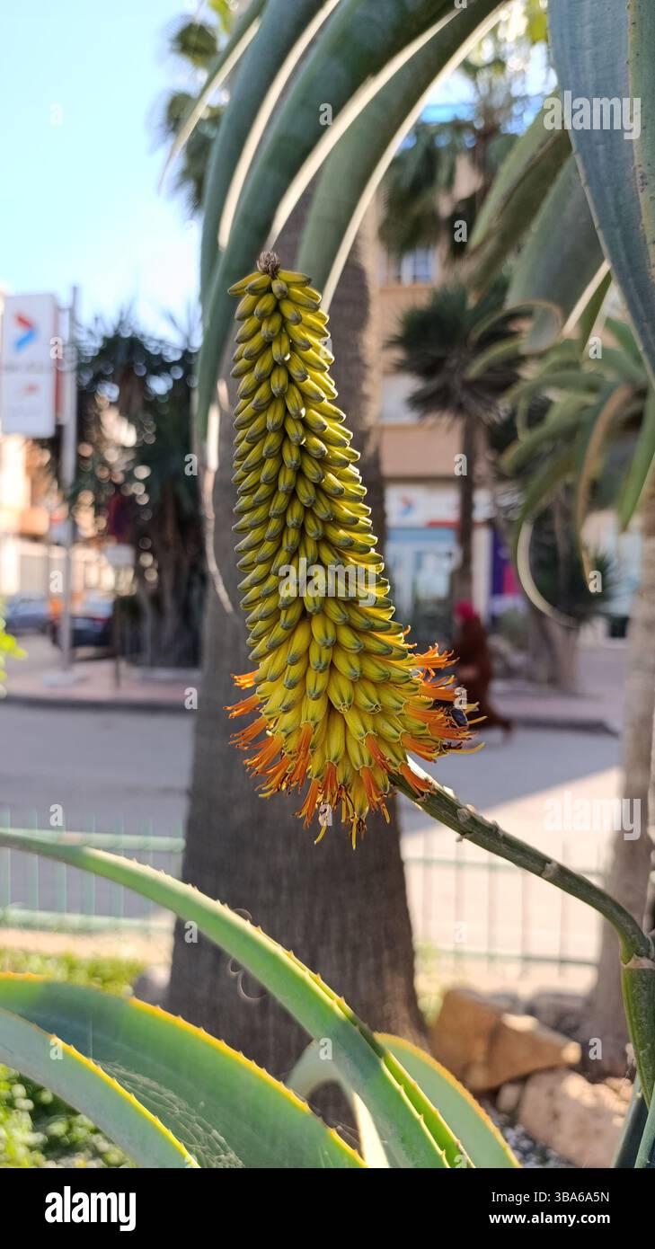 Coastal aloe hi-res stock photography and images - Alamy