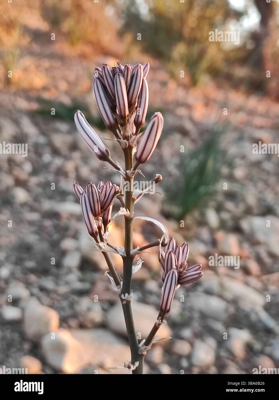 Onionweed, Asphodèle à feuilles ténues, Asphodèle à feuilles étroites - Asphodelus tenuifolius - Asphodelaceae, Asphodélacées Stock Photo