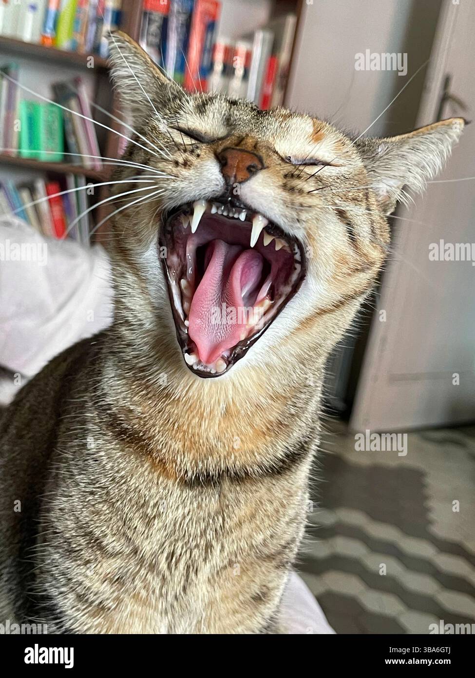 Tabby cat yawning - Smartphone Captured Stock Image