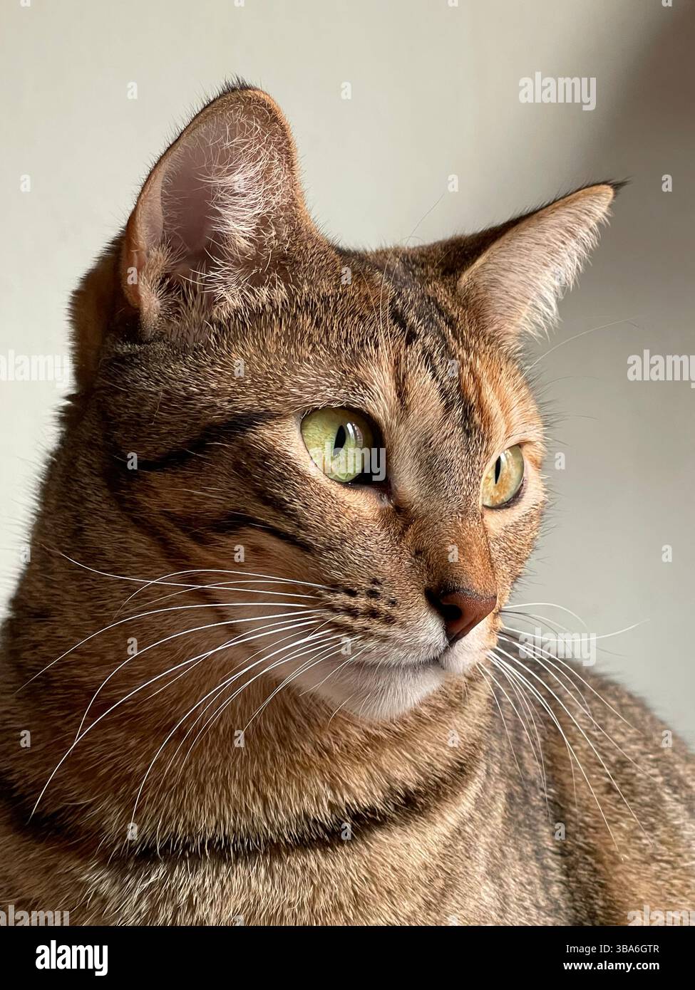 Tabby cat. Close view. - Smartphone Captured Stock Image