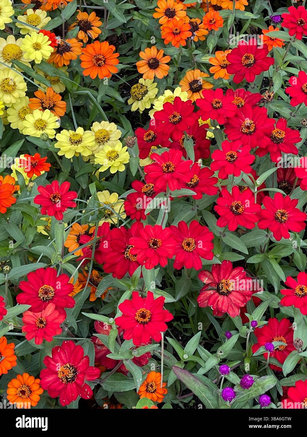 Red and yellow flowers. - Smartphone Captured Stock Image