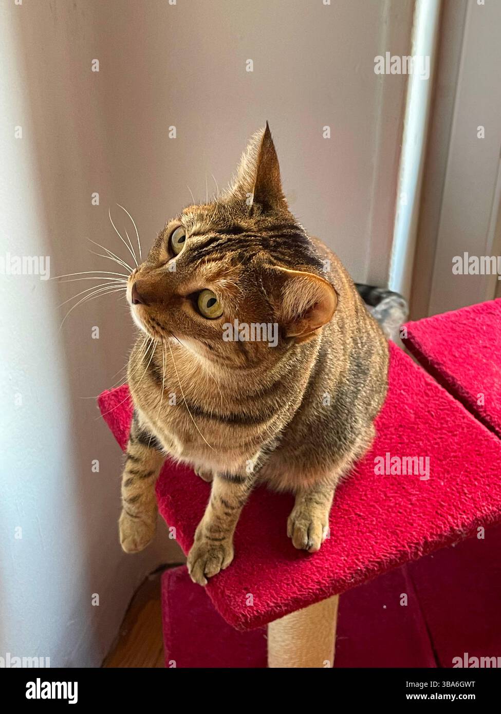 Tabby cat sitting. - Smartphone Captured Stock Image